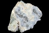 Ammonite (Promicroceras) Cluster - Somerset, England #86240-1